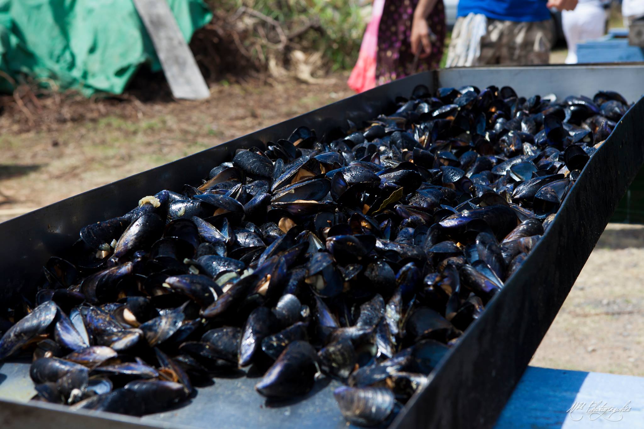 Brasucade - Coqui Thau