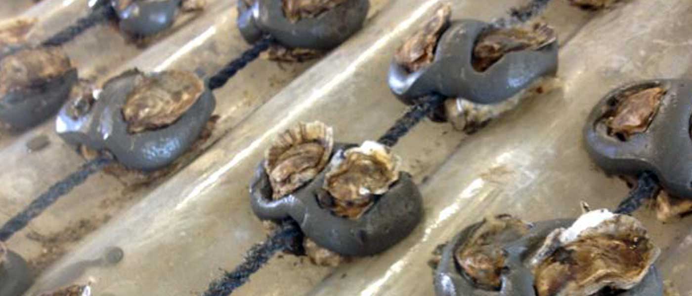 oyster spat on shell sales